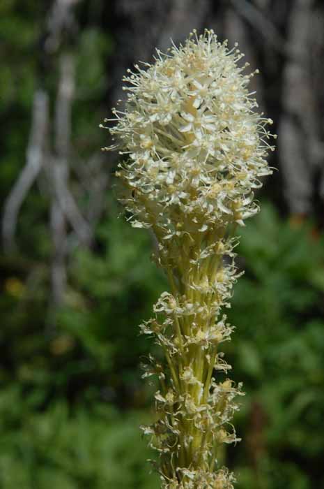 beargrass